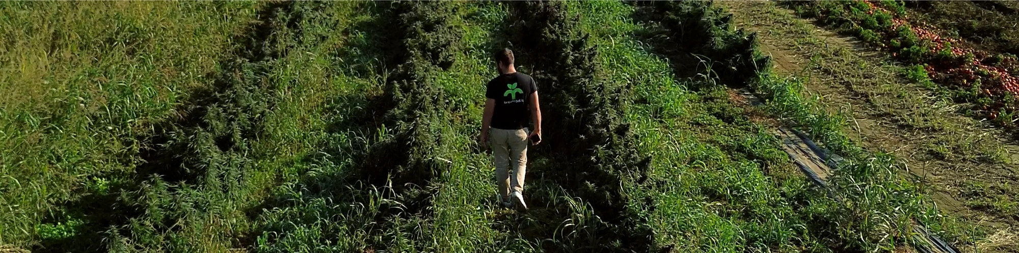 Campo Cannabis